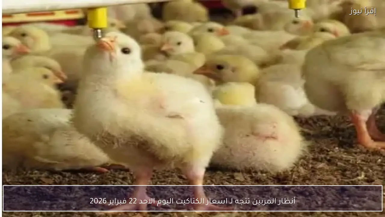 أنظار المربين تتجه لـ اسعار الكتاكيت اليوم الاحد 22 فبراير 2026 في البورصـة