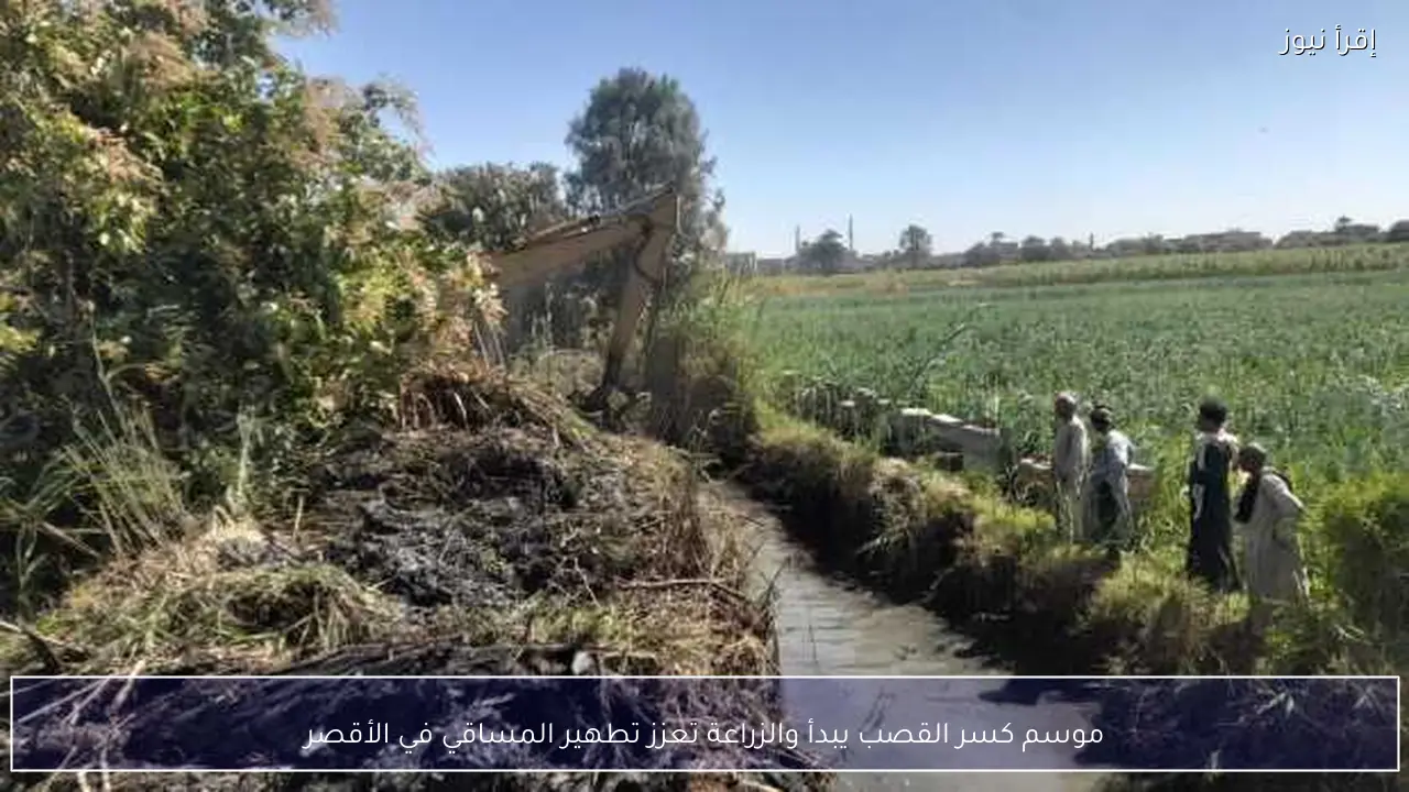 موسم كسر القصب يبدأ والزراعة تعزز تطهير المساقي في الأقصر