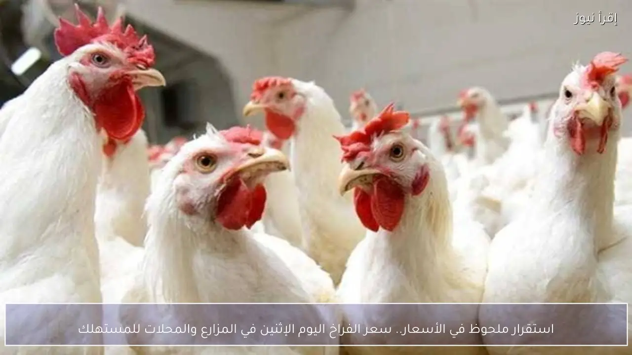 استقرار ملحوظ في الأسعار.. سعر الفراخ اليوم الإثنين في المزارع والمحلات للمستهلك