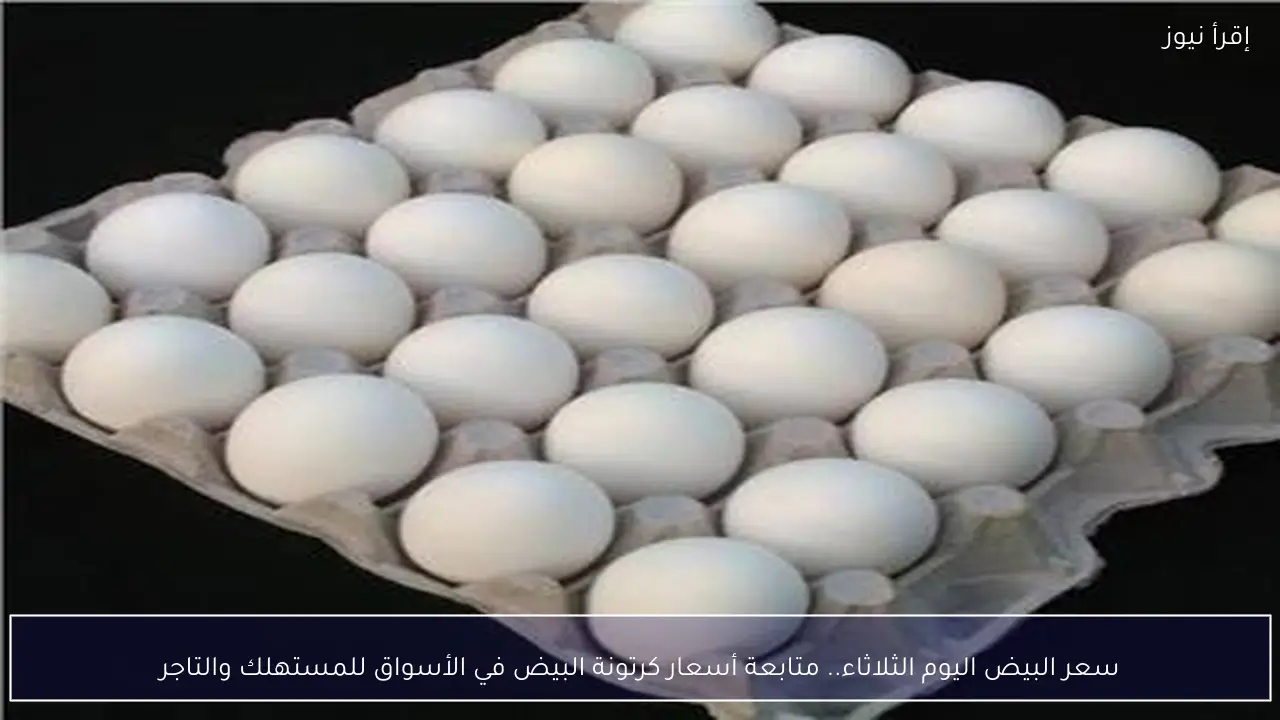 سعر البيض اليوم الثلاثاء.. متابعة أسعار كرتونة البيض في الأسواق للمستهلك والتاجر