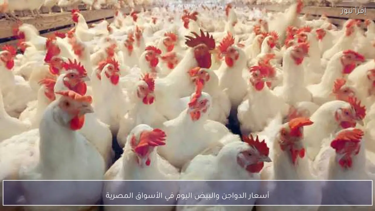 أسعار الدواجن والبيض اليوم في الأسواق المصرية