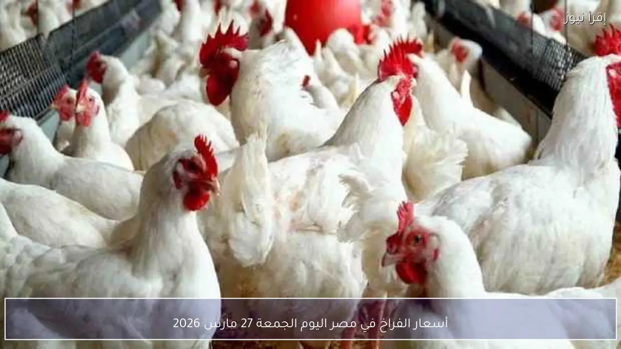 أسعار الفراخ في مصر اليوم الجمعة 27 مارس 2026