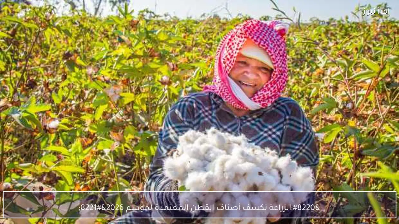 “الزراعة تكشف أصناف القطن المعتمدة لموسم 2026”