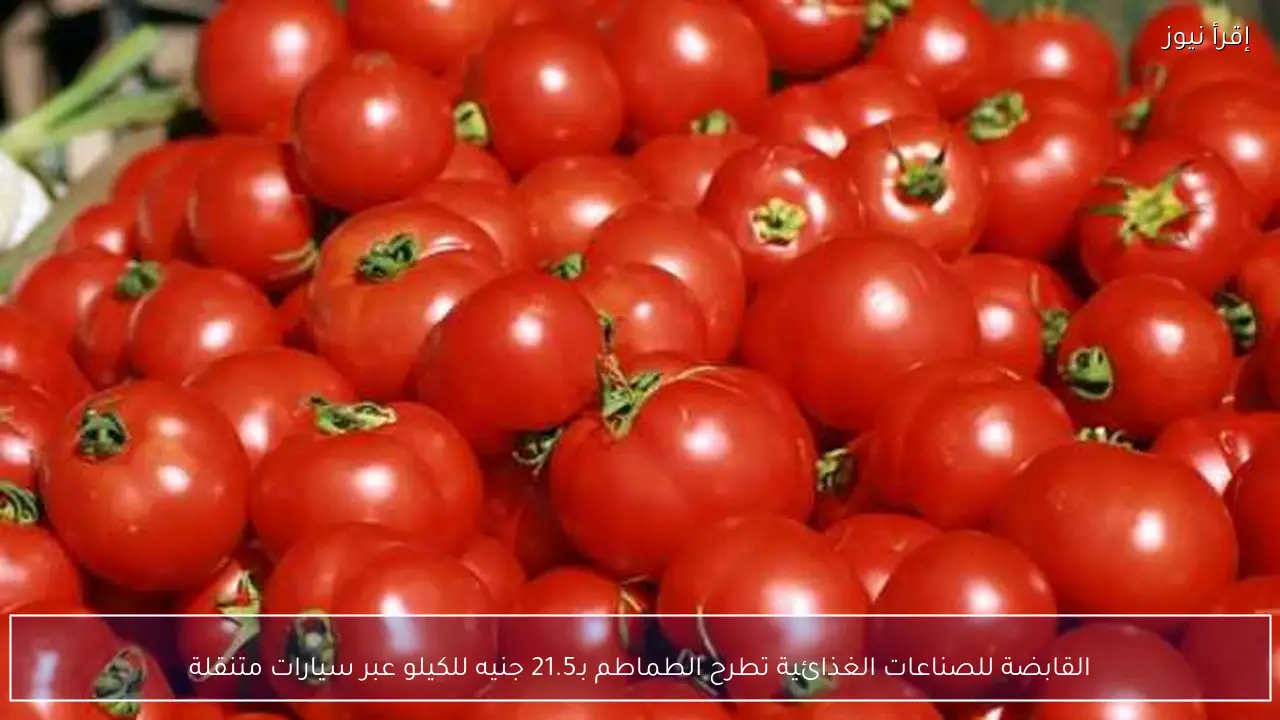 القابضة للصناعات الغذائية تطرح الطماطم بـ21.5 جنيه للكيلو عبر سيارات متنقلة