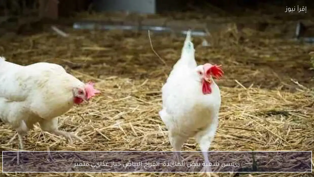 رئيس شعبة بيض المائدة: الفراخ البياض خيار غذائي متميز