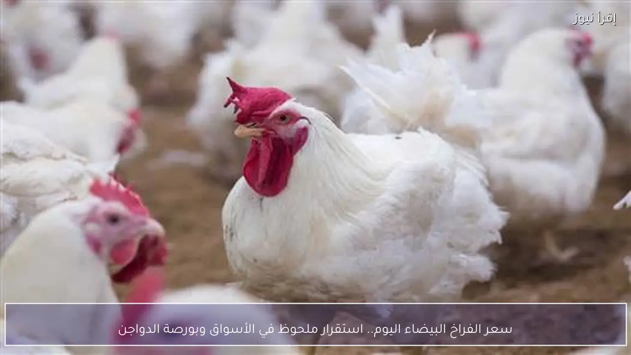 بكام الكيلو؟ .. سعر الفراخ البيضاء اليوم 1/4/2026 في الأسواق وبورصة الدواجن