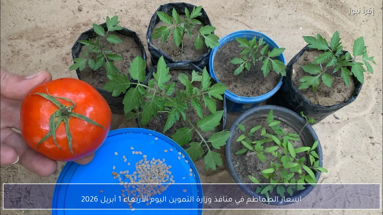 اسعار الطماطم في منافذ وزارة التموين اليوم الأربعاء 1 أبريل 2026