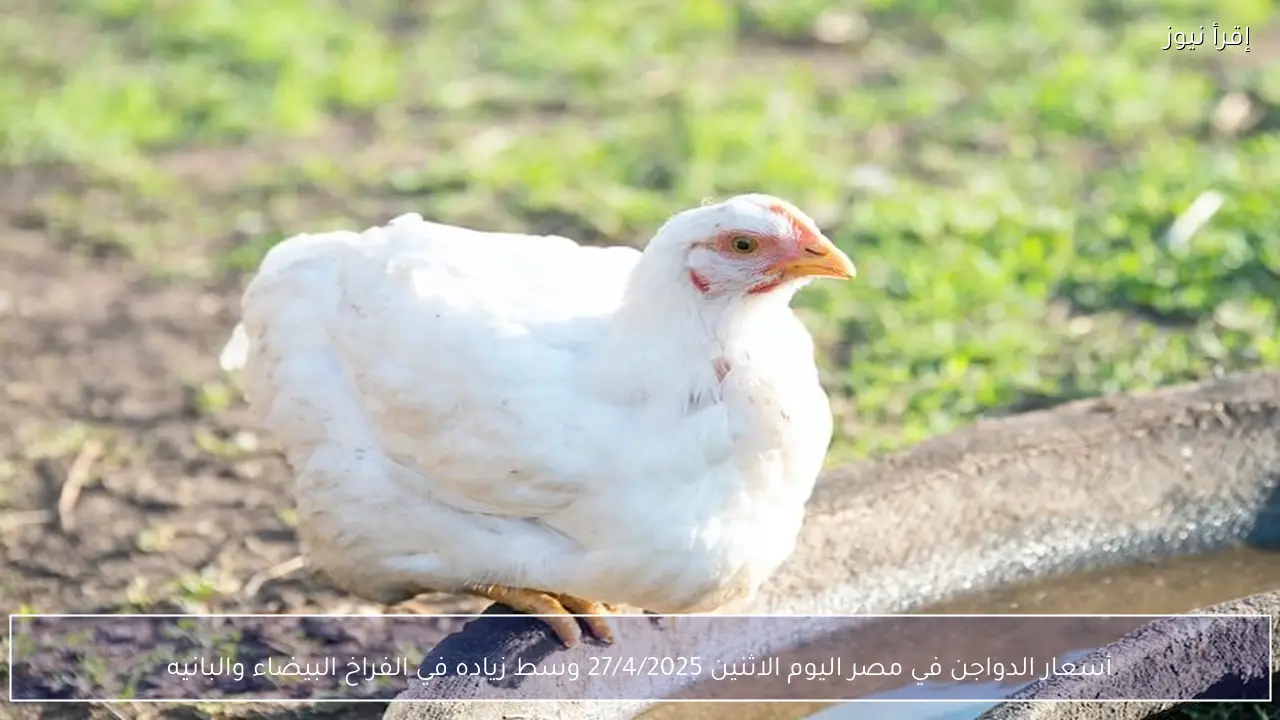 أسعار الدواجن في مصر اليوم الاثنين 27/4/2025 وسط زياده في الفراخ البيضاء والبانيه