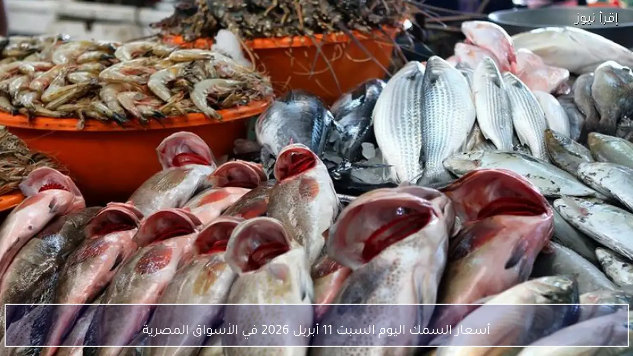 أسعار السمك اليوم السبت 11 أبريل 2026 في الأسواق المصرية
