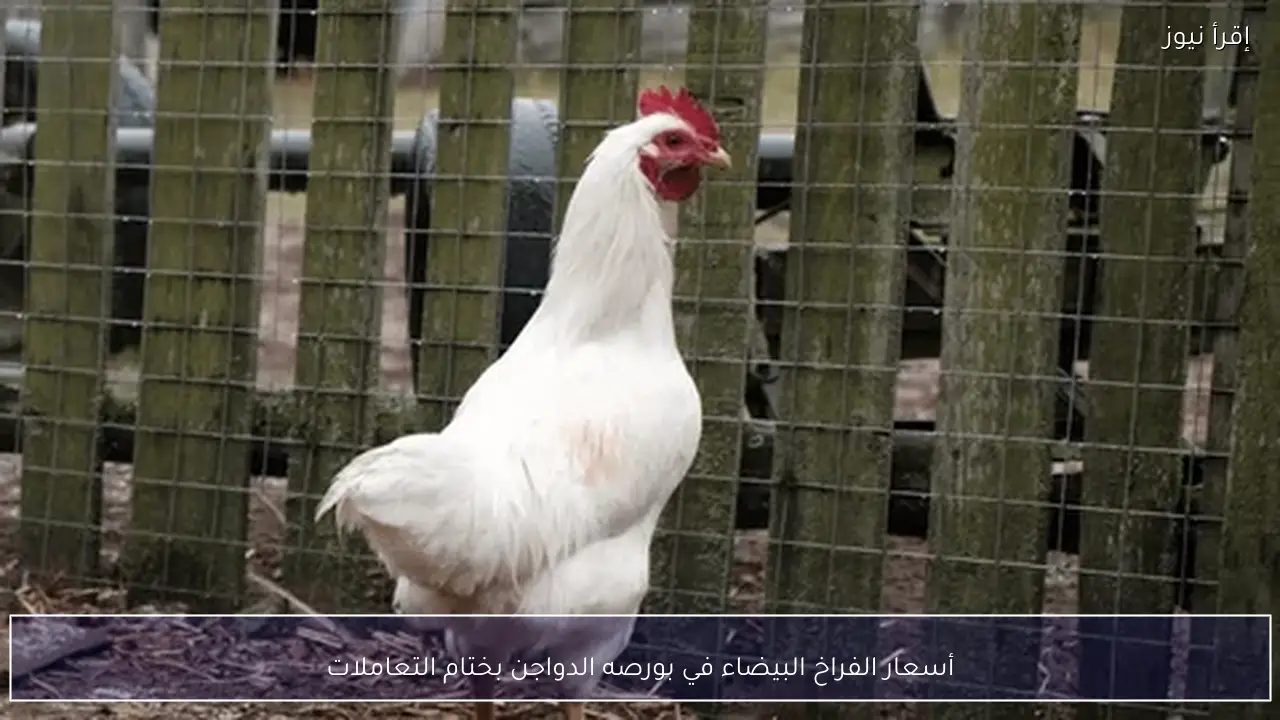 أسعار الفراخ البيضاء في بورصه الدواجن بختام التعاملات