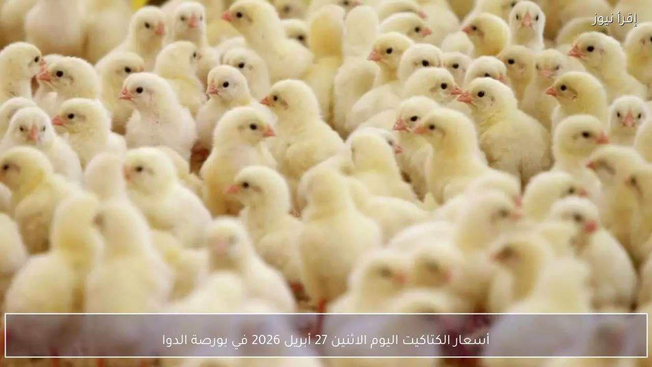أسعار الكتاكيت اليوم الاثنين 27 أبريل 2026 في بورصة الدواجن