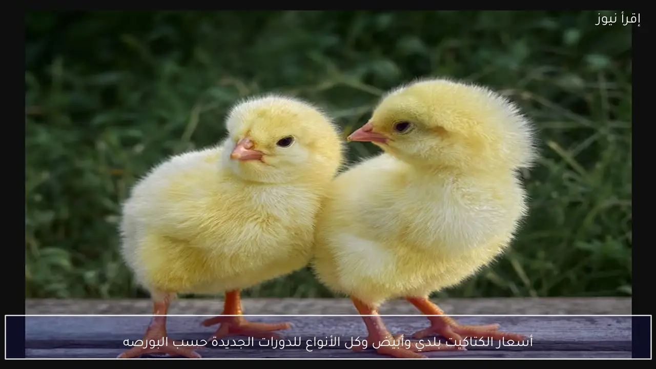 أسعار الكتاكيت بلدي وأبيض وكل الأنواع للدورات الجديدة حسب البورصه