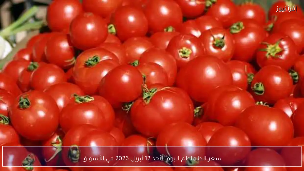 سعر الطماطم اليوم الأحد 12 أبريل 2026 في الأسواق