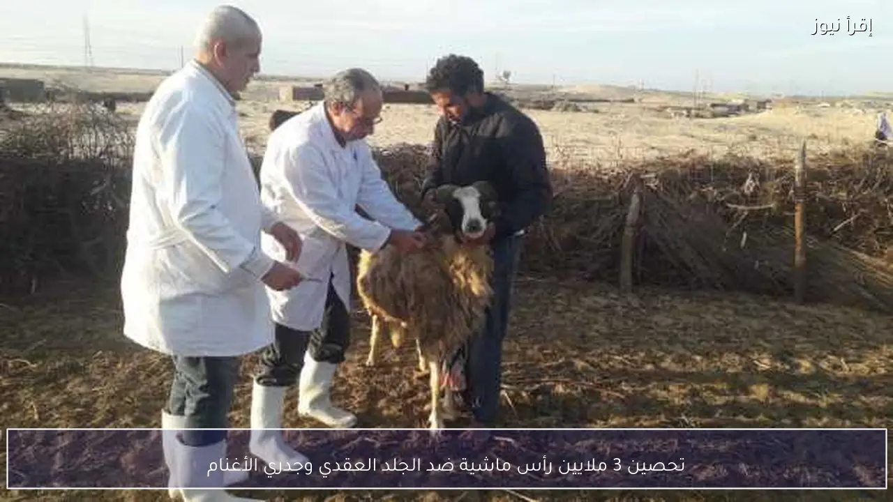 تحصين 3 ملايين رأس ماشية ضد الجلد العقدي وجدري الأغنام