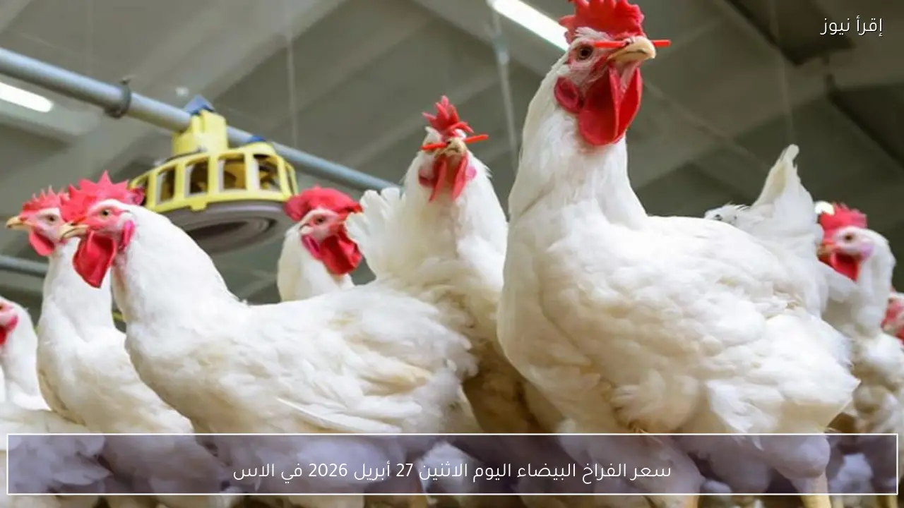 سعر الفراخ البيضاء اليوم الاثنين 27 أبريل 2026 في الأسواق والمزارع