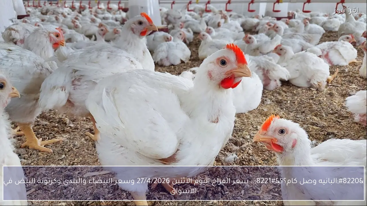 “البانيه وصل كام؟؟”.. سعر الفراخ اليوم الاثنين 27/4/2026 وسعر البيضاء والبلدي وكرتونة البيض في الاسواق