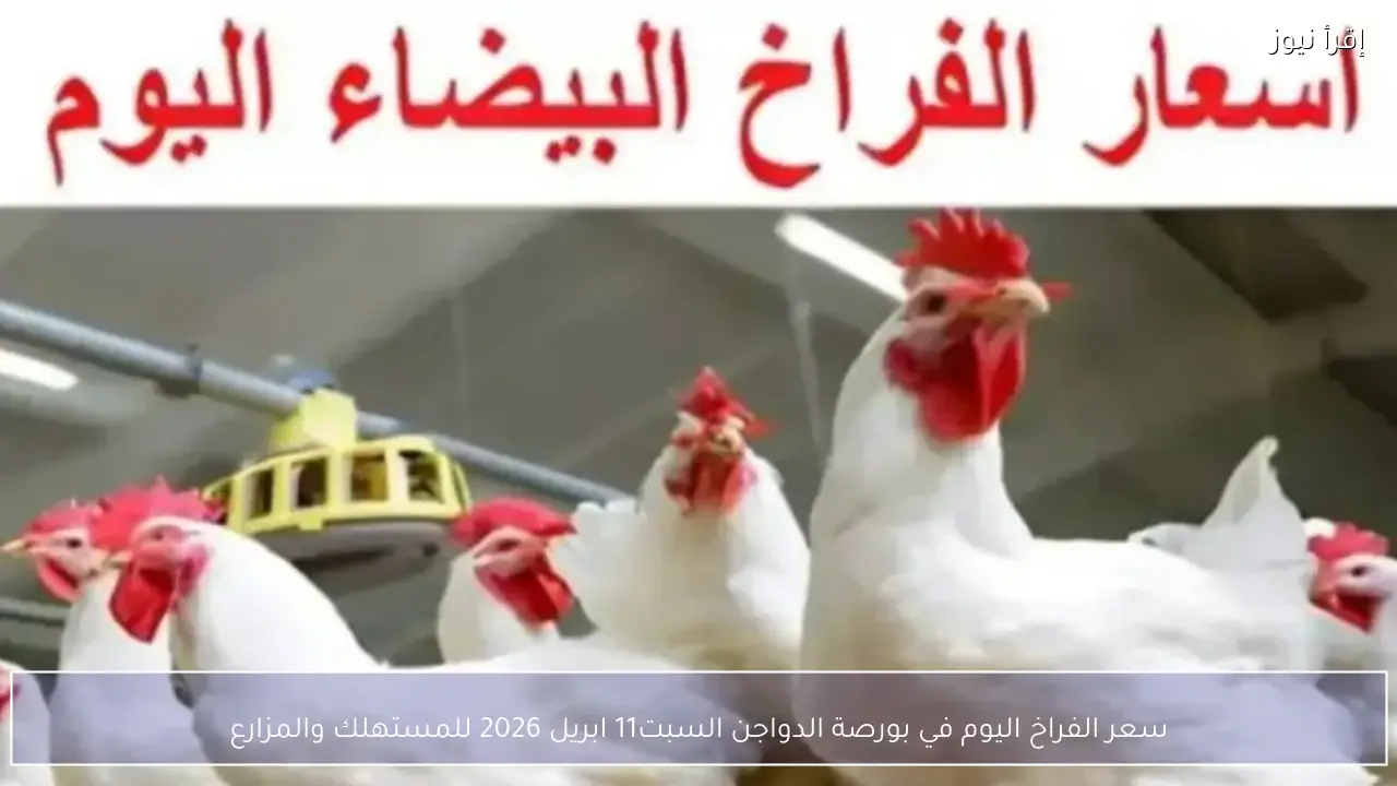 سعر الفراخ اليوم في بورصة الدواجن السبت11 ابريل 2026 للمستهلك والمزارع