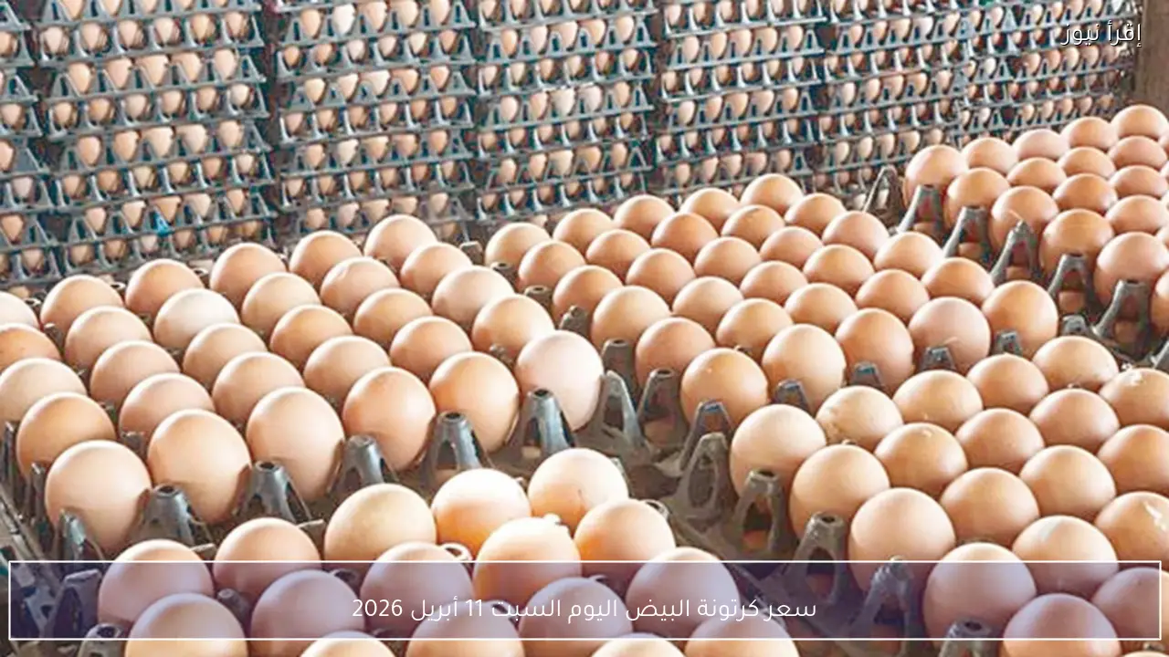 سعر كرتونة البيض اليوم السبت 11 أبريل 2026 في بورصة الدواجن
