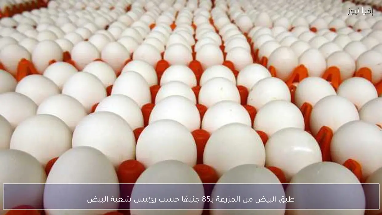 طبق البيض من المزرعة بـ85 جنيهًا حسب رئيس شعبة البيض