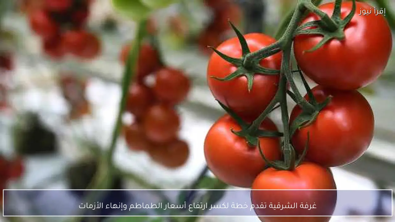 غرفة الشرقية تقدم خطة لكسر ارتفاع أسعار الطماطم وإنهاء الأزمات