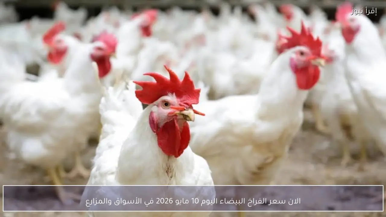 الان سعر الفراخ البيضاء اليوم 10 مايو 2026 في الأسواق والمزارع