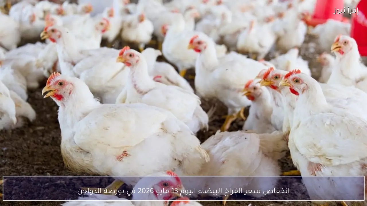انخفاض سعر الفراخ البيضاء اليوم 13 مايو 2026 في بورصة الدواجن