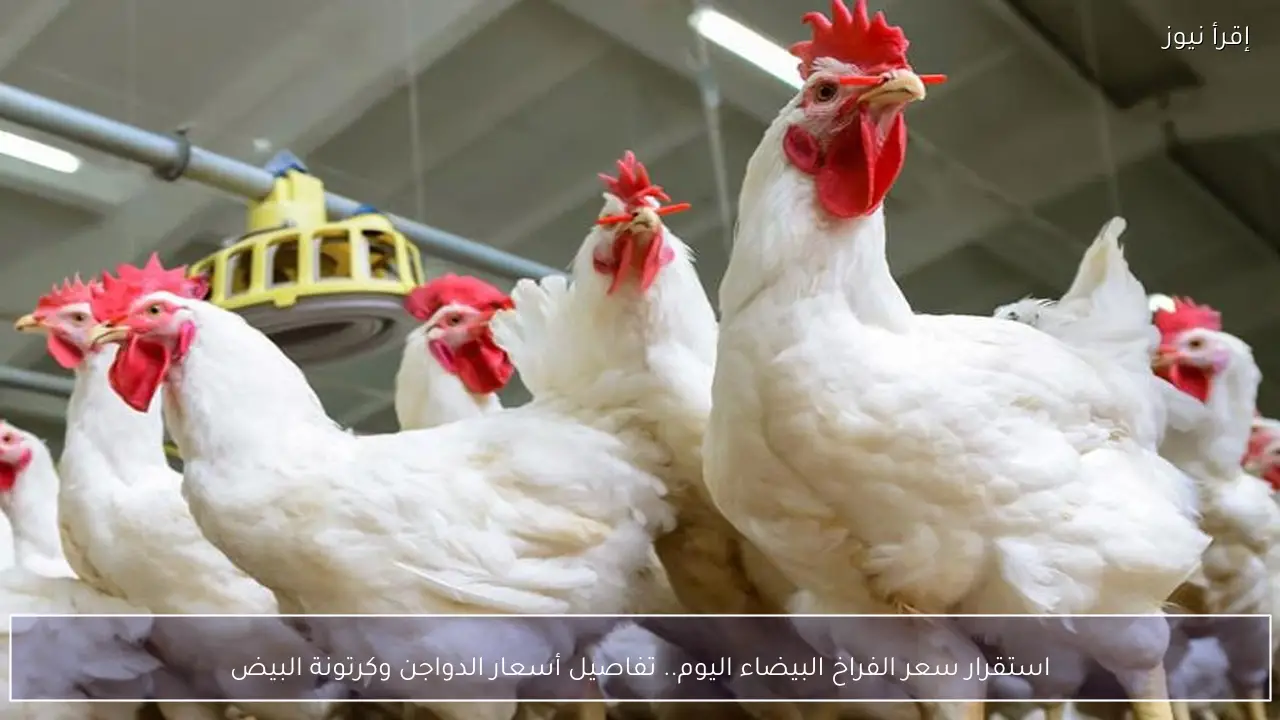 استقرار سعر الفراخ البيضاء اليوم.. تفاصيل أسعار الدواجن وكرتونة البيض