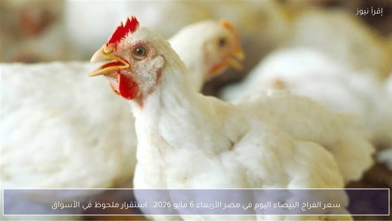 تحديث سعر الفراخ البيضاء اليوم 6 مايو 2026 كم وصل الكيلو الان؟