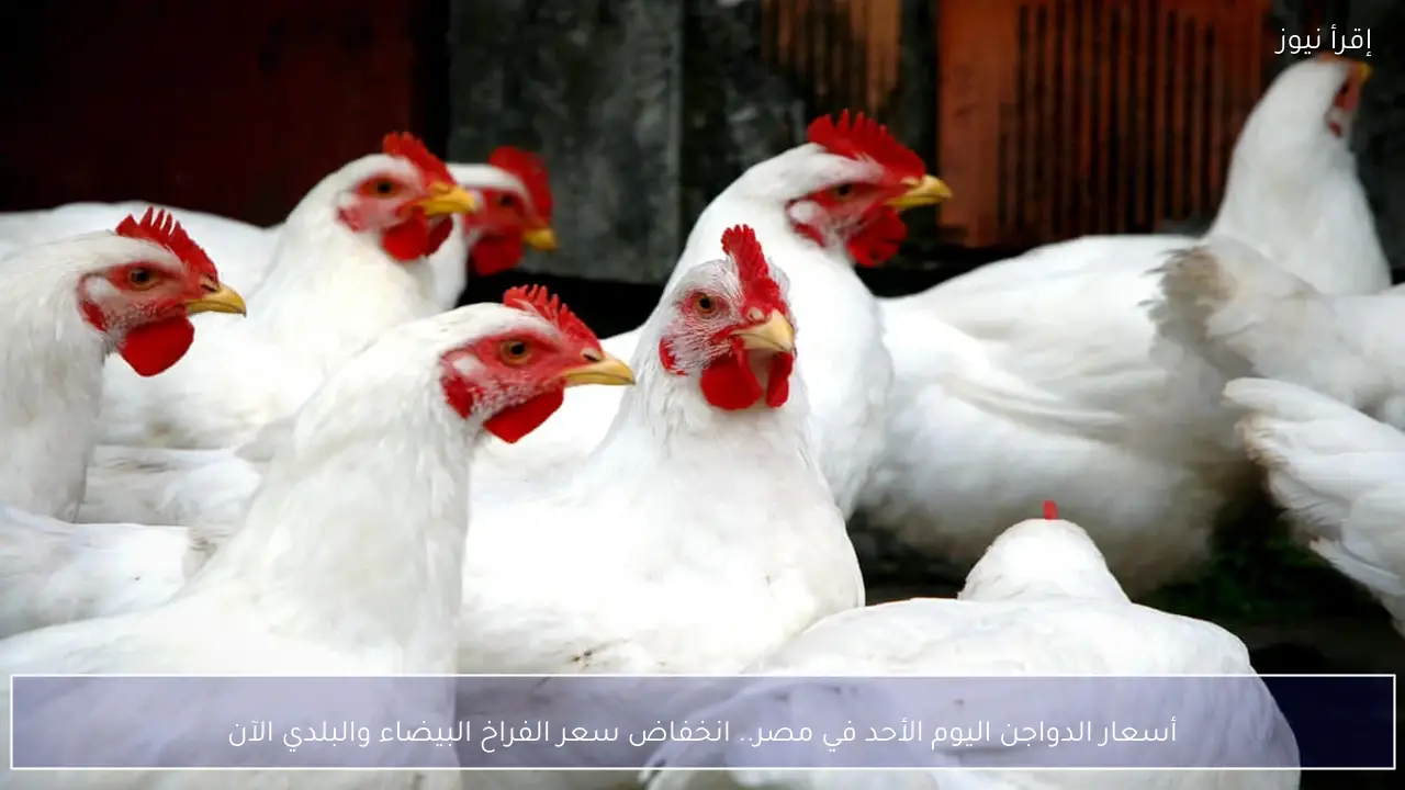 أسعار الدواجن اليوم الأحد في مصر.. انخفاض سعر الفراخ البيضاء والبلدي الآن