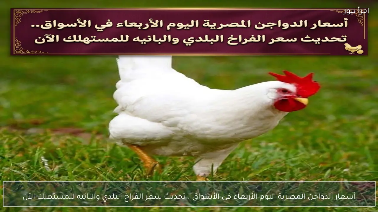 أسعار الدواجن المصرية اليوم الأربعاء في الأسواق.. تحديث تعريفه الفراخ البلدي والبانيه للمستهلك الآن