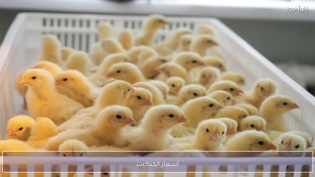 أسعار الكتاكيت الأبيض والقطعان والشركات والبط في بورصة الدواجن