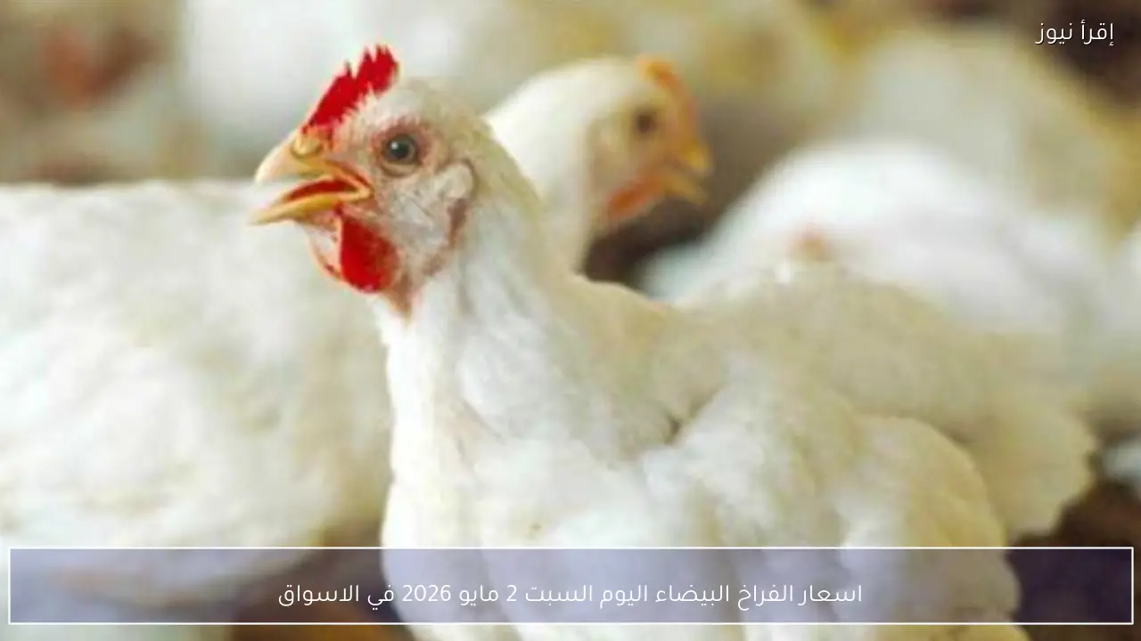اسعار الفراخ البيضاء اليوم السبت 2 مايو 2026 في الاسواق