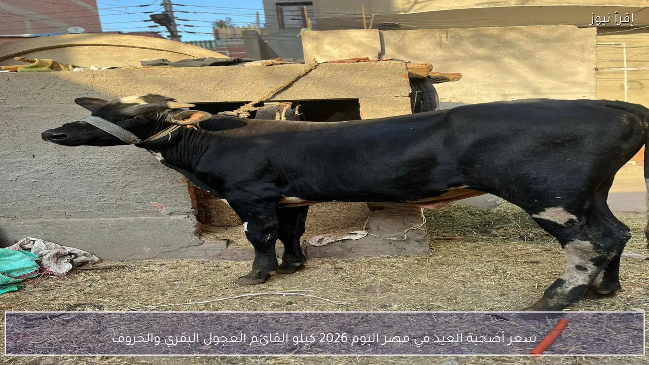 سعر أضحية العيد في مصر اليوم 2026 كيلو القائم العجول البقري والخروف