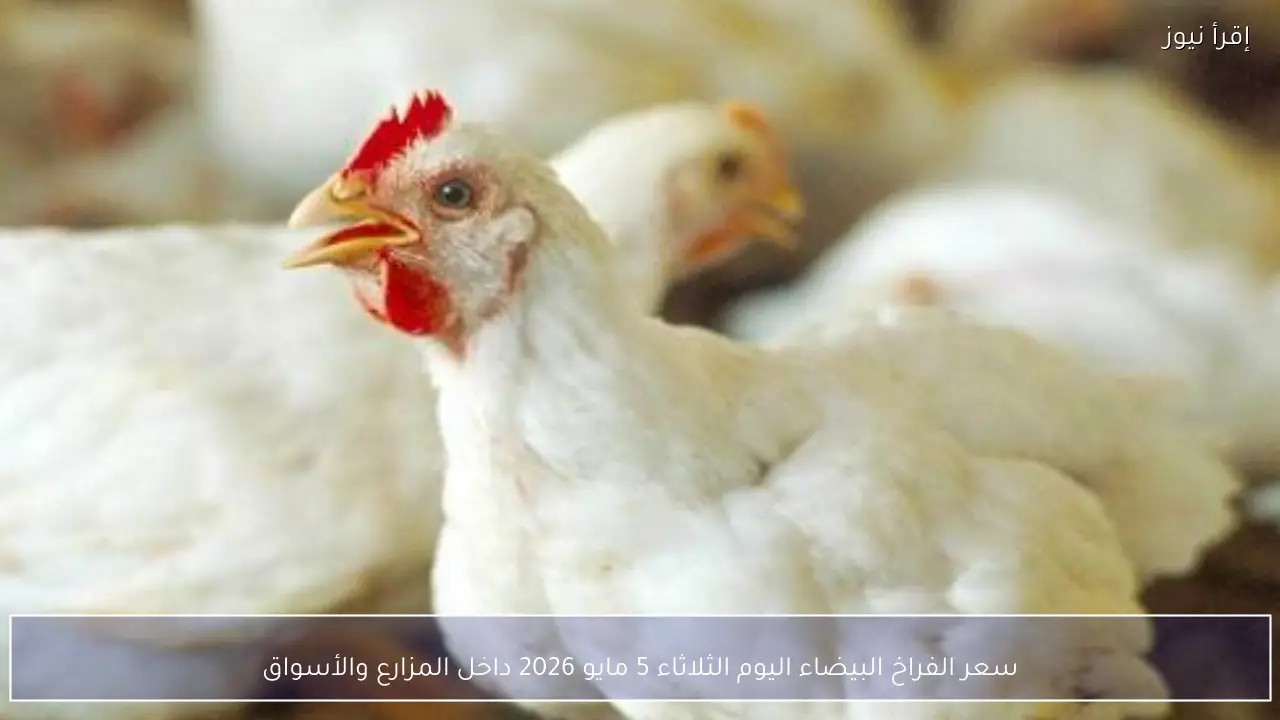 سعر الفراخ البيضاء اليوم الثلاثاء 5 مايو 2026 داخل المزارع والأسواق