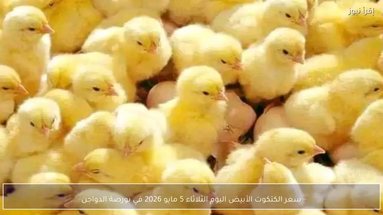سعر الكتكوت الأبيض اليوم الثلاثاء 5 مايو 2026 في بورصة الدواجن