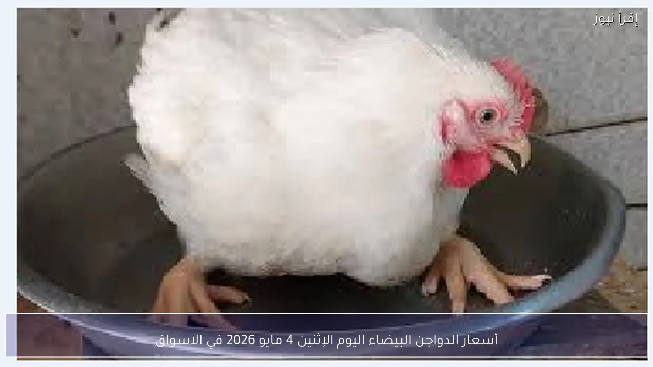 أسعار الدواجن البيضاء اليوم الإثنين 4 مايو 2026 في الاسواق