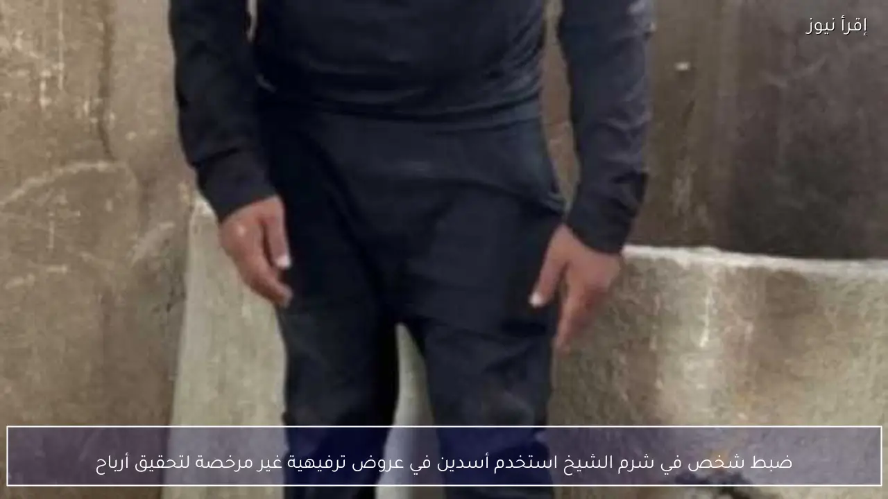 ضبط شخص في شرم الشيخ استخدم أسدين في عروض ترفيهية غير مرخصة لتحقيق أرباح